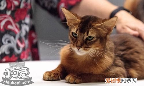 索马里猫秃毛癣,索马里猫,猫，索马里猫毛色