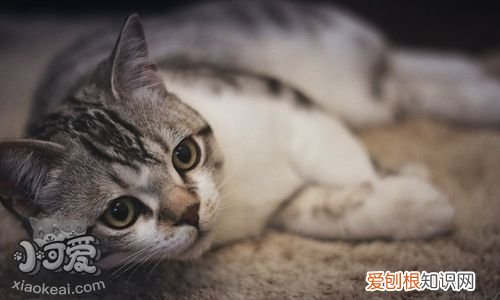 美国短尾猫呕吐,美国短尾猫,猫，美国短毛猫和美国短尾猫