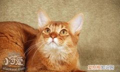 索马里猫,猫肥大细胞瘤治疗,猫，猫咪肥大细胞瘤保守治疗