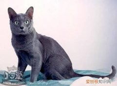 科拉特猫猫瘟,科拉特猫,猫