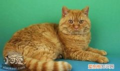 塞尔凯克卷毛猫,猫癣,猫，猫癣在毛上