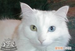 安哥拉猫失聪,土耳其安哥拉猫,猫，安哥拉猫不亲人