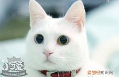 安哥拉猫糖尿病,土耳其安哥拉猫,猫，土耳其安哥拉猫一般多少