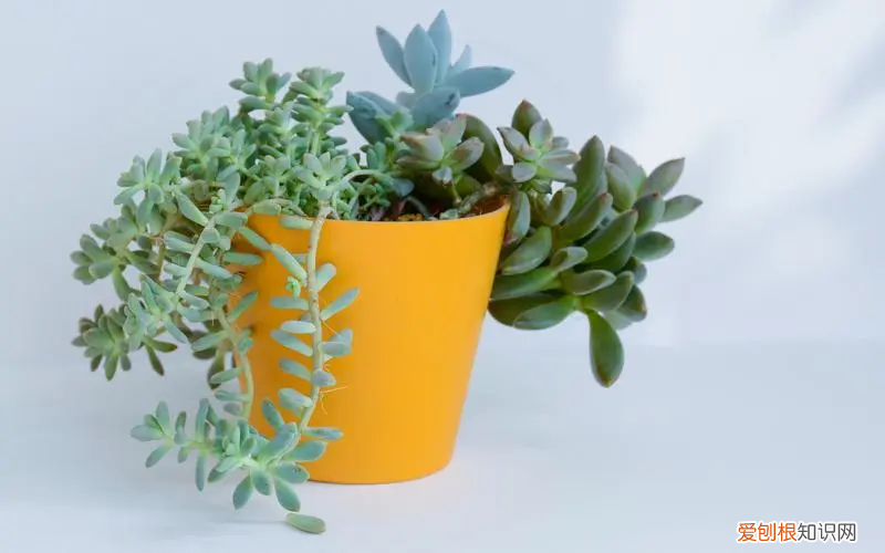 马蹄莲的风水禁忌和禁忌有哪些 马蹄莲的风水禁忌和禁忌是什么