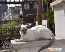 东方短毛猫生病,东方短毛猫,猫，东方短毛猫脾气