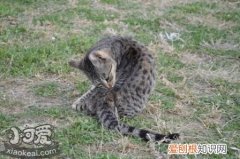 埃及猫驱虫药,埃及猫,猫，埃及招财猫