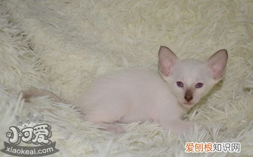 东方短毛猫尿道阻塞,东方短毛猫,猫，猫猫尿道口