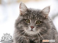 西伯利亚猫跳蚤性皮炎,西伯利亚猫,猫，猫 细菌性皮炎