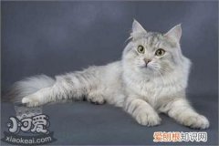 西伯利亚猫猫癣,西伯利亚猫,猫，西伯利亚森林猫容易得什么病