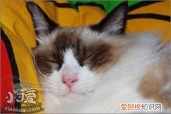 伯曼猫脐疝,伯曼猫,猫，幼猫脐疝图片