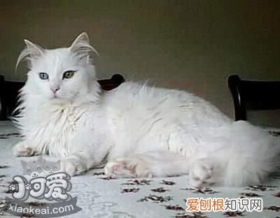 伯曼猫脑炎,伯曼猫,猫，伯曼猫幼猫