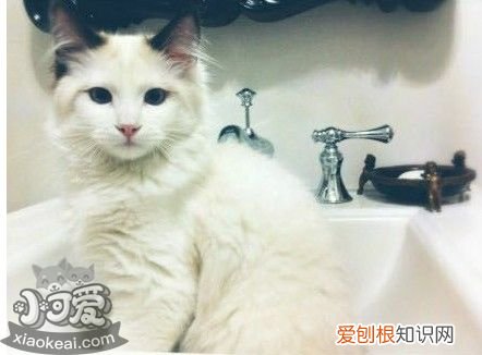 伯曼猫尿结石,伯曼猫,猫，尿结石公猫