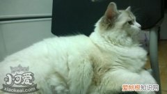 伯曼猫呼吸急促,伯曼猫,猫，伯曼猫寿命多久