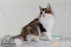 挪威森林猫抑郁症,挪威森林猫,猫，猫咪挪威森林猫