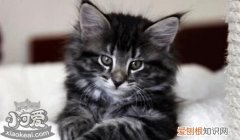 挪威森林猫幼猫感冒,挪威森林猫,猫，挪威森林猫幼猫特征