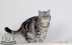 美国短毛猫口吐白沫,美国短毛猫,猫，英短猫吐白沫正常吗