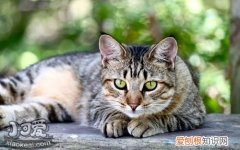 美短幼猫呕吐,美国短毛猫,猫，英国短毛猫呕吐怎么回事