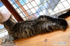 美国短毛猫猫瘟,美国短毛猫,猫，美国短毛猫凶吗