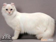 喜马拉雅猫骨折,喜马拉雅猫,猫，喜马拉雅猫的价格