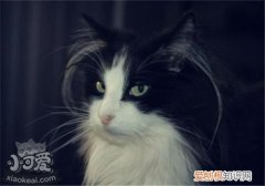 山东狮子猫,山东狮子猫猫瘟,猫，山东狮子猫黑猫