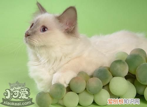 山东狮子猫,乳腺肿瘤,猫，山东狮子猫的寿命