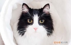 猫猫喜欢吃火腿肠吗 猫咪喜不喜欢吃火腿肠