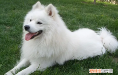 萨摩耶的叫声为什么像狼嚎 萨摩耶狼嚎什么意思