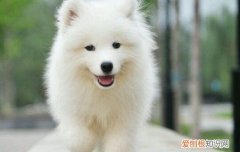 萨摩耶说话 萨摩几个月能听懂话