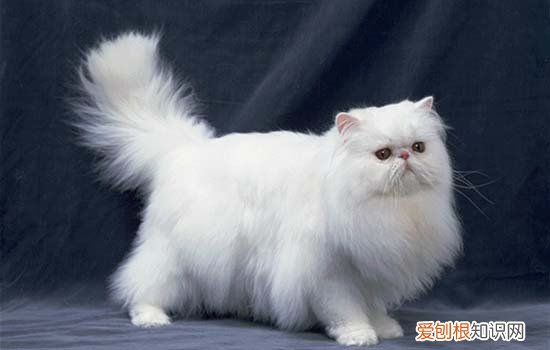 宠物猫为什么不喜欢吃鱼 猫咪喜不喜欢吃鱼