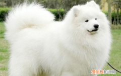 萨摩耶能长到多高 萨摩耶几个月开始猛长身高