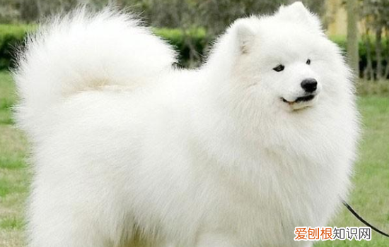 萨摩耶能长到多高 萨摩耶几个月开始猛长身高