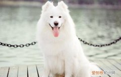 萨摩会不会恨主人的人 萨摩会不会恨主人