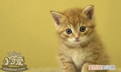 中国狸花猫流眼泪,中国狸花猫,猫，狸花猫中国特有?