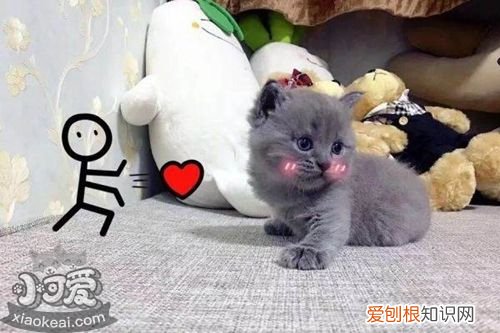 俄罗斯蓝猫肝硬化,俄罗斯蓝猫,猫，俄罗斯蓝猫长什么样