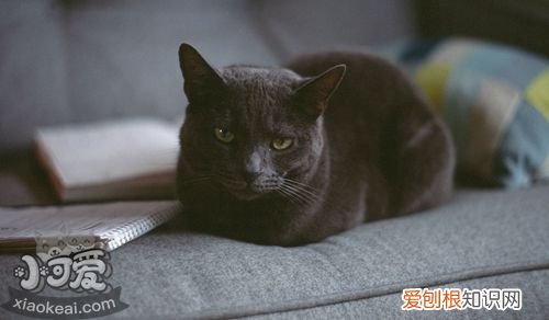 俄罗斯蓝猫便秘,俄罗斯蓝猫,猫，俄罗斯蓝猫吃啥