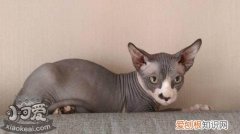 加拿大无毛猫,乳腺肿瘤,猫，猫乳腺疾病