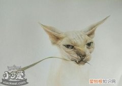 加拿大无毛猫感冒,加拿大无毛猫,猫，加拿大无猫毛什么