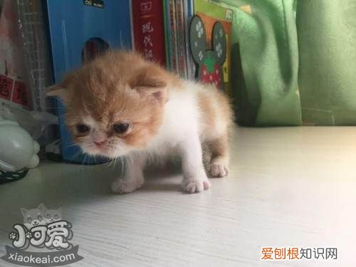 加菲猫体外驱虫,加菲猫,猫，加菲猫体内驱虫怎么驱虫