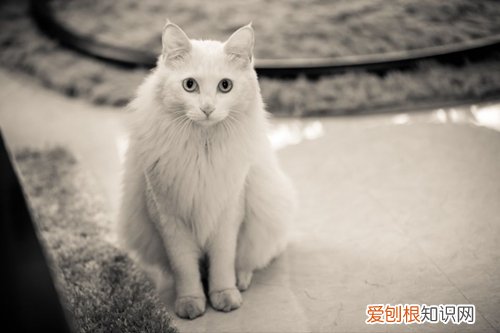 波斯猫呕吐,波斯猫生病,猫，波斯猫咳嗽
