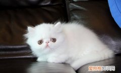 波斯猫感冒,幼猫感冒,猫，猫咪普通感冒