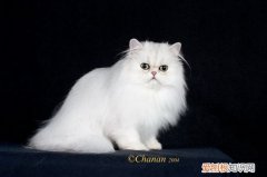 波斯猫得了霉菌病,波斯猫生病,猫，波斯猫得了波斯病请来医生来看病