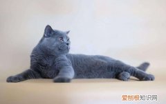 英国短毛猫长猫藓,英国短毛猫,猫，英短猫藓什么样子的