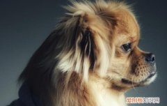 老年犬得了白内障怎么办能治好吗 老年犬得了白内障怎么办