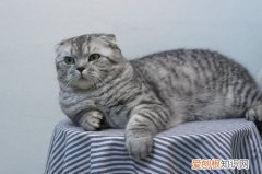 折耳猫打喷嚏,苏格兰折耳猫,猫，苏格兰折耳猫小猫