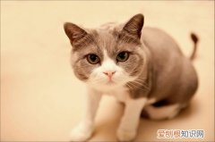 猫钱癣治疗,猫咪生病,猫，猫癣金钱癣