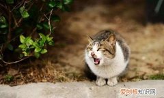 猫咪直肠脱治疗,猫咪生病,猫，猫咪直肠坏死