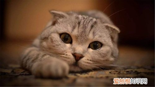 什么是猫抓病,猫抓病,猫，什么猫有猫抓病