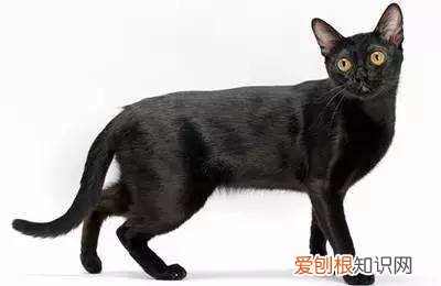 孟买猫泪痕,孟买猫流泪,猫,孟买猫有花纹吗