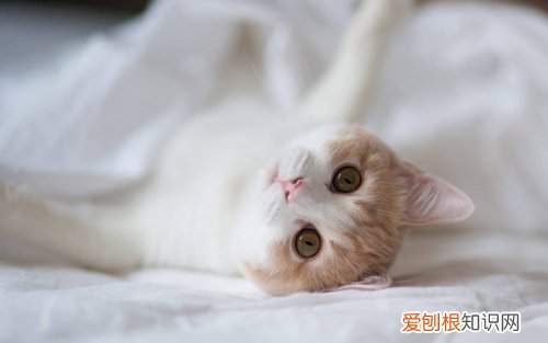 猫咪身上有跳蚤怎么办，猫咪身上有跳蚤怎么办能治好吗