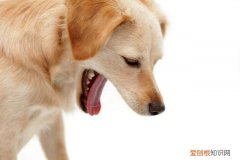狗狗吃了异物怎么催吐呢 狗狗吃了异物怎么催吐